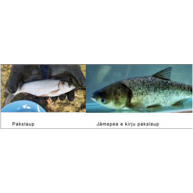pakslaup vs jämepea
