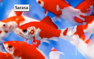 sarasa kuldkala
