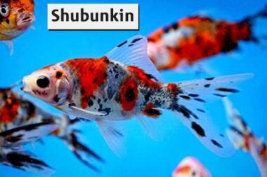 shubunkin kuldkala