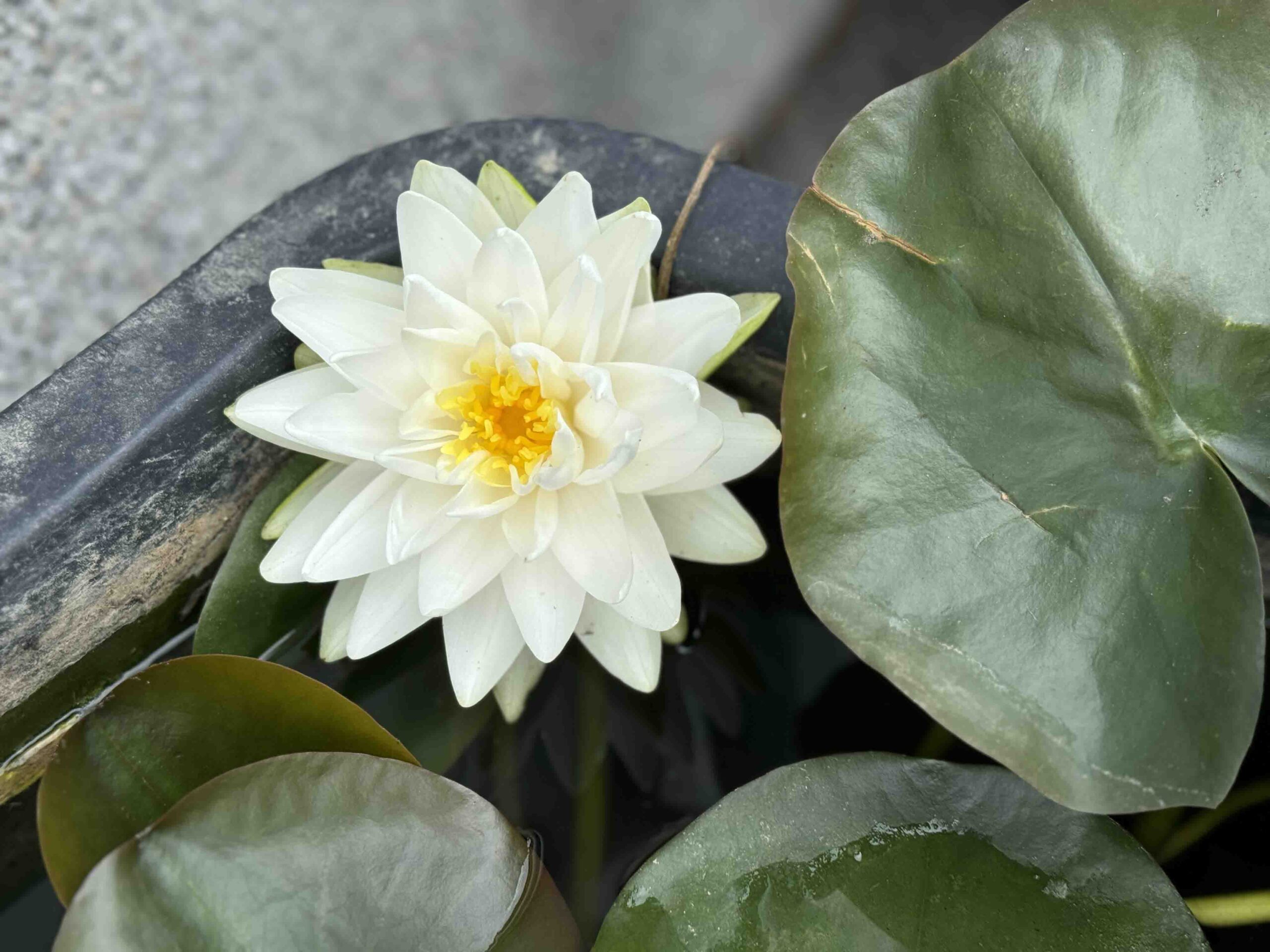 Nymphaea Gonnere