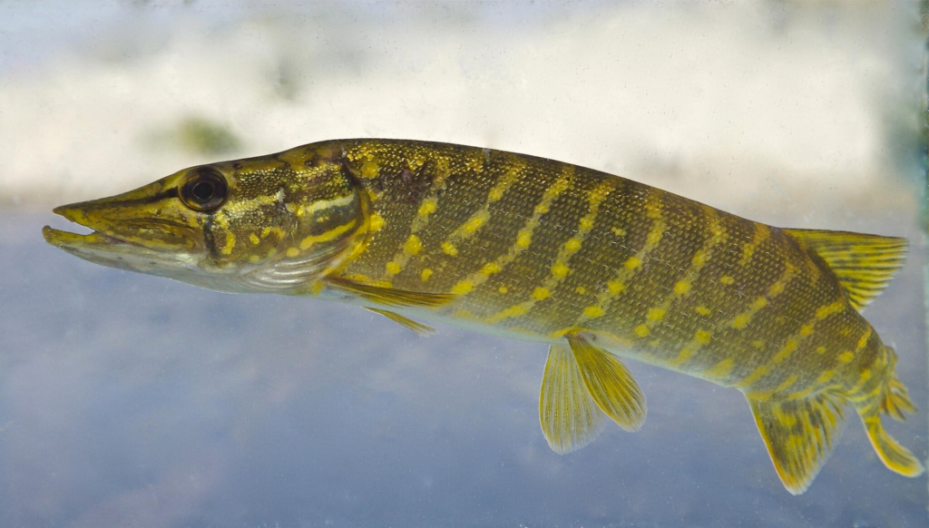 haug (Esox lucius)