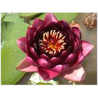Almost Black nymphaea