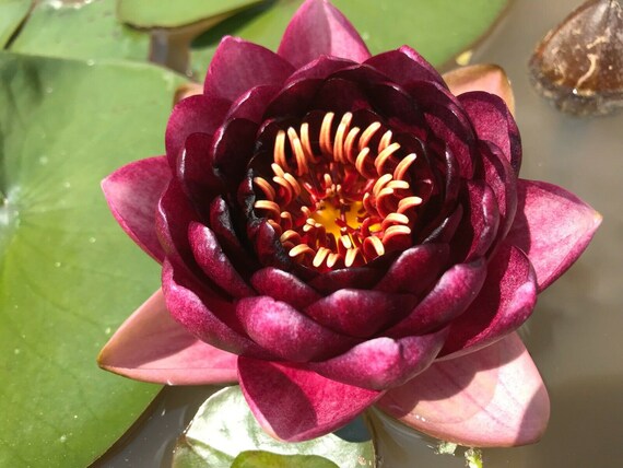 Almost Black nymphaea