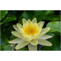 nymphaea chromatella