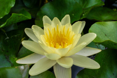 nymphaea chromatella