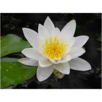 nymphaea albida