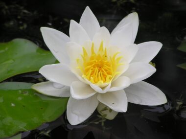 nymphaea albida