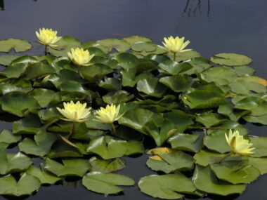 nymphaea chromatella