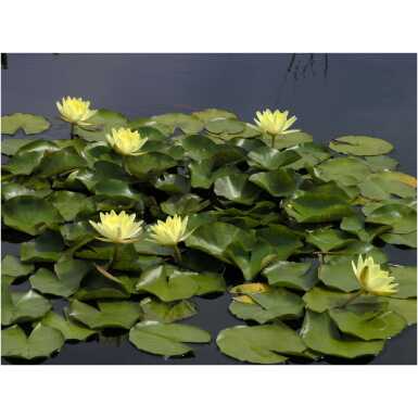 nymphaea chromatella