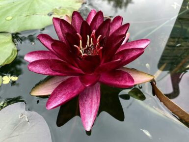 Nymphaea Almost Black
