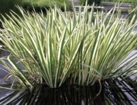 Harilik kalmus(Acorus calamus Variegatus)