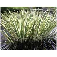 Harilik kalmus(Acorus calamus Variegatus)