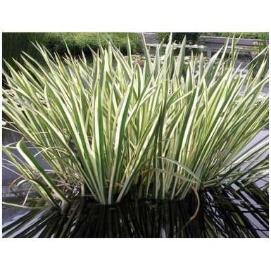 Harilik kalmus(Acorus calamus Variegatus)