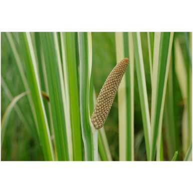 Harilik kalmus(Acorus calamus Variegatus)