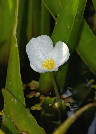 Vesikarikas