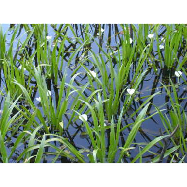 Vesikarikas (Stratiotes aloides L.) - Image 3