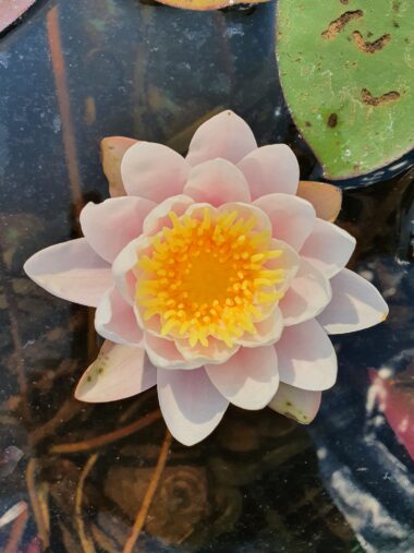 vesiroos cornela