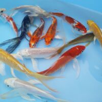 Koi