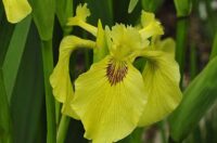Iiris pseudacorus