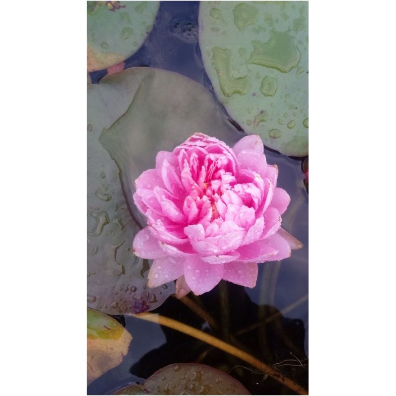 Nymphaea Lily Pons