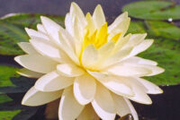 vesiroos Perry's Double Yellow