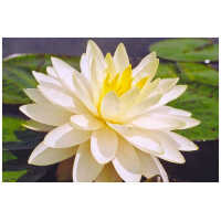 vesiroos Perry's Double Yellow