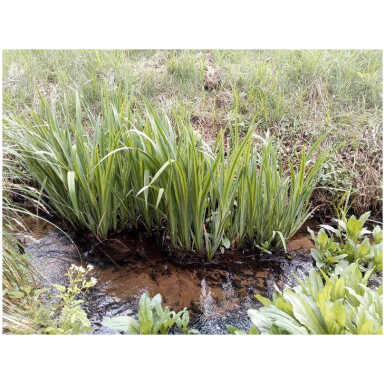 Iiris pseudacorus Seakrill - Image 3