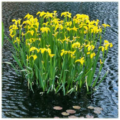 Iiris pseudacorus Seakrill - Image 2