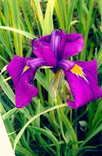 Variegata iiris