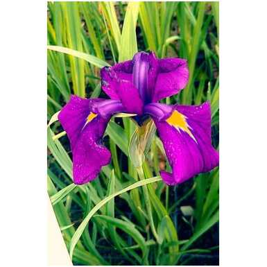 Variegata iiris