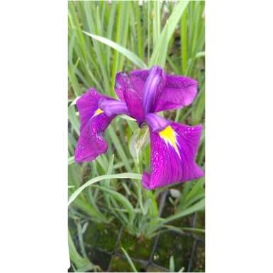 Iiris Variegata - Image 2