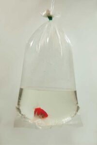 kalakotid