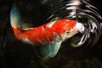 Koi / Ilukaladele