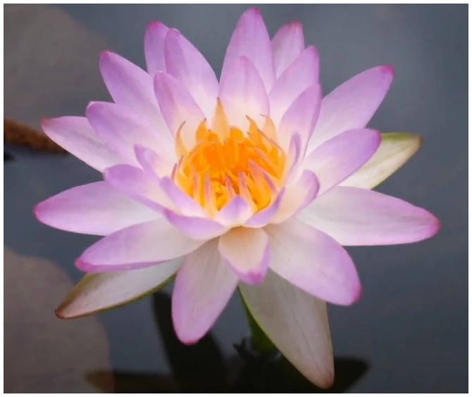 Tiik: vesiroos siam purple