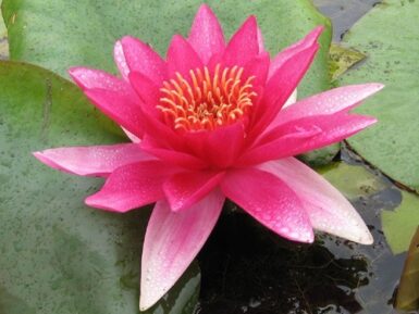 Nymphaea Escarboucle