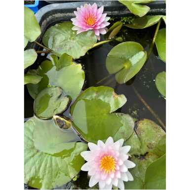 Nymphaea Madame Wilfron Gonnere