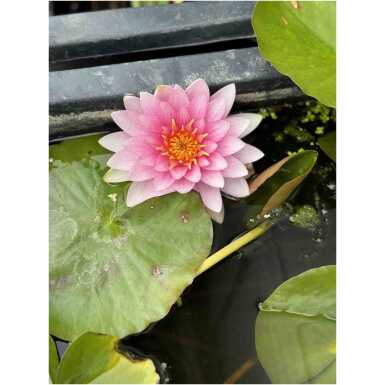 Nymphaea Madame Wilfron Gonnere