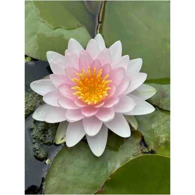 Nymphaea Madame Wilfron Gonnere