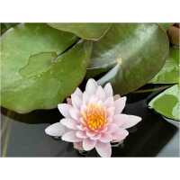 Vesiroos Marliacea Rosea