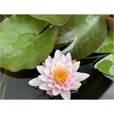 Vesiroos Marliacea Rosea