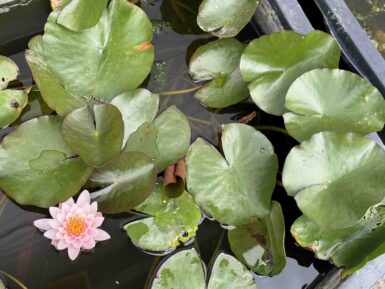 Nymphaea Marliacea Rosea