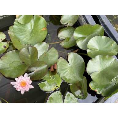 Vesiroos Marliacea Rosea