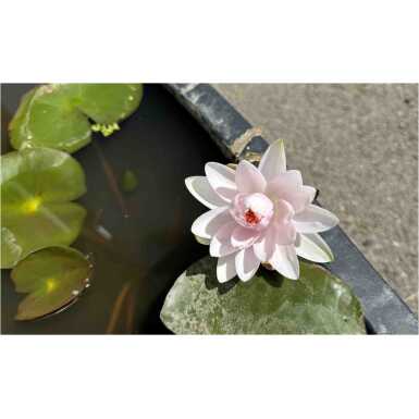 Vesiroos Madame Wilfron Gonnere
