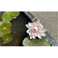 Nymphaea Madame Wilfron Gonnere