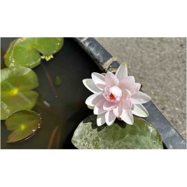 Nymphaea Madame Wilfron Gonnere