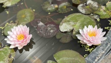 Nymphaea Madame Wilfron Gonnere