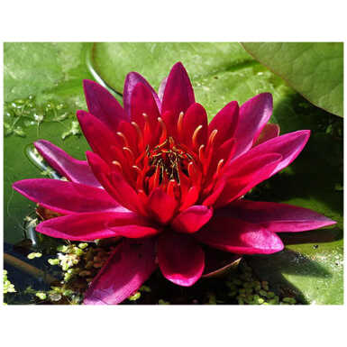 Nymphaea Escarboucle