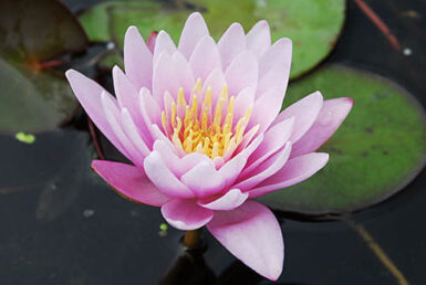 Nymphaea Fabiola