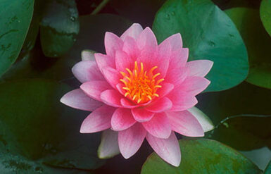Nymphaea Hollandia