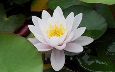 Nymphaea Marliacea Rosea